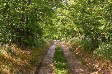 Image showing Forest walking route