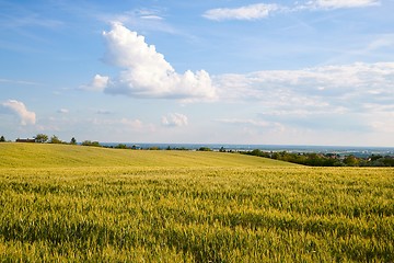 Image showing Wheat field detail