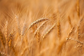 Image showing Wheat field detail