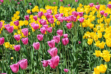 Image showing Beautiful bright colorful tulips