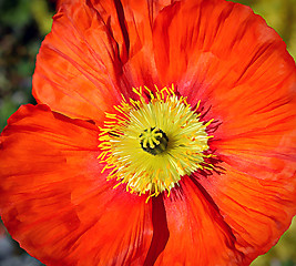 Image showing Beautiful red poppy