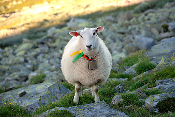 Image showing Sheep in Norwegian mountain