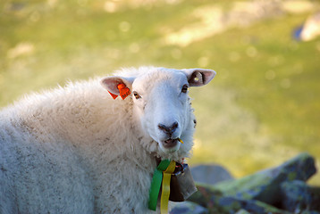 Image showing Sheep in Norwegian mountain