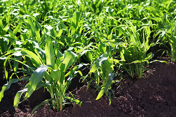 Image showing Cultivation of grain crops