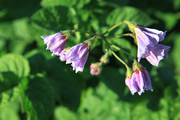 Image showing flowers of potatoes