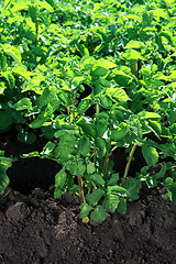 Image showing green bush of potatoes on soil