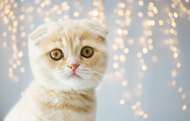 Image showing close up of scottish fold kitten