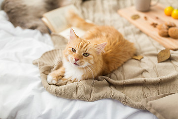 Image showing red tabby cat lying on blanket at home in autumn