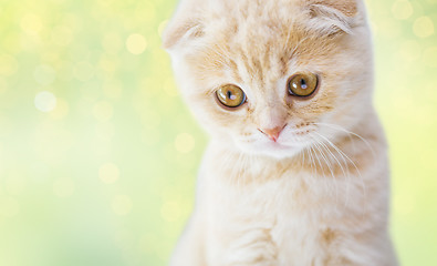 Image showing close up of scottish fold kitten