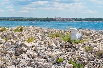 Image showing Seagull on the beach in Istria