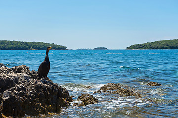 Image showing Cormorant on the beach in Istria