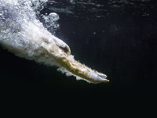 Image showing diving