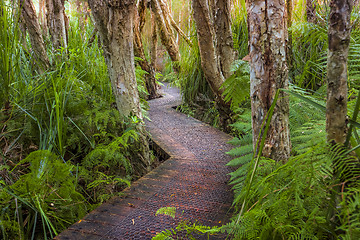 Image showing Boardwalk through lush coastal rainforest and swamp lands