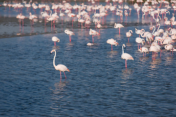 Image showing Flock of adorable pink flamingos