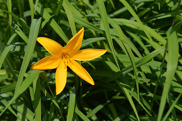 Image showing Dwarf day lily