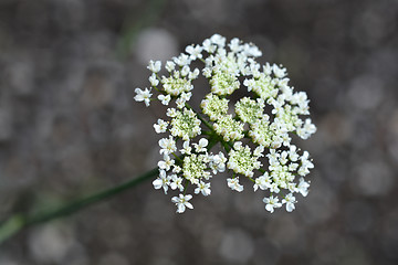 Image showing Corky-fruited water-dropwort