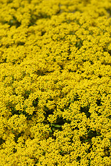 Image showing Yellowtuft flowers