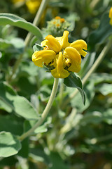 Image showing Jerusalem sage