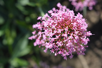 Image showing Red valerian