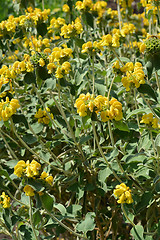 Image showing Jerusalem sage