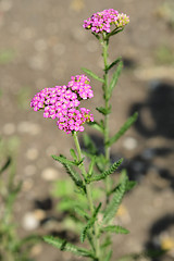 Image showing Summer pastels yarrow