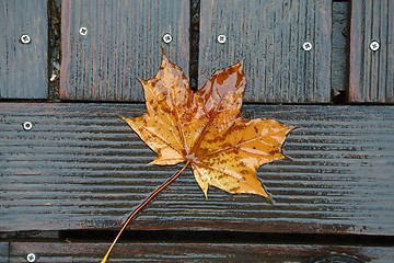 Image showing Fallen Leaf