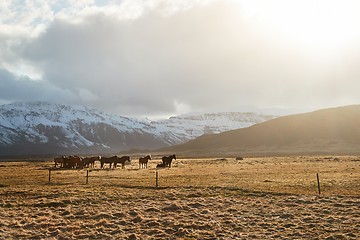 Image showing Horse grazing in Iceland