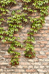 Image showing Ivy on a wall