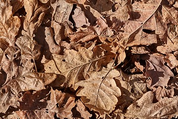 Image showing Fallen autumn leaves
