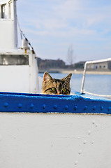 Image showing Sailor Cat 