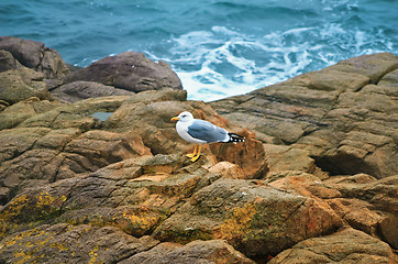 Image showing Seagull