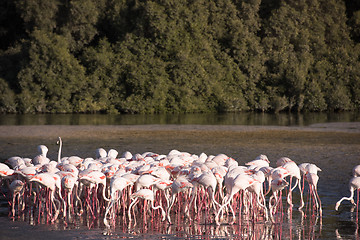 Image showing Flock of adorable pink flamingos