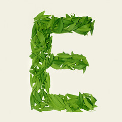 Image showing The green dry tea leaf, letter E on white background, top view