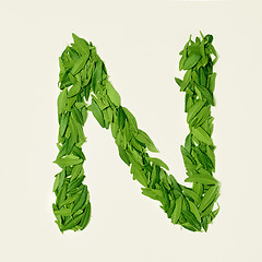 Image showing The green dry tea leaf, letter N on white background, top view