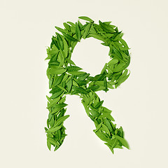 Image showing The green dry tea leaf, letter R on white background, top view