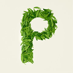 Image showing The green dry tea leaf, letter P on white background, top view