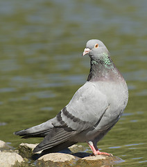 Image showing Dove