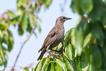 Image showing Young starling in a cherry tree