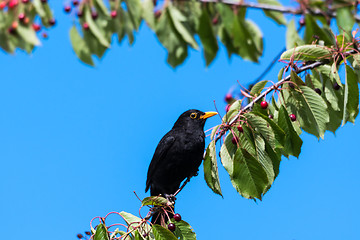 Image showing Blackbird in a cherry tree