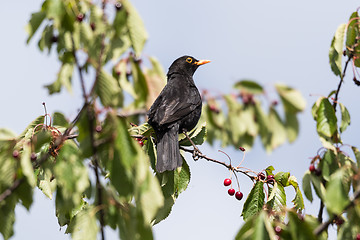 Image showing Blackbird picking cherries