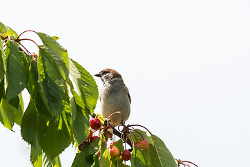 Image showing Sparrow sitting on a cherry tree branch