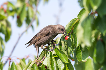 Image showing Starling eats ripe cherries