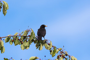 Image showing Blackbird on a cherry branch