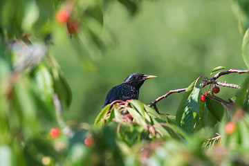 Image showing Starling hides in a cherry tree
