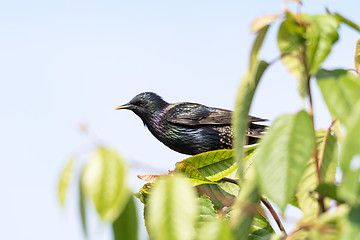 Image showing Shimmering starling closeup in a tree