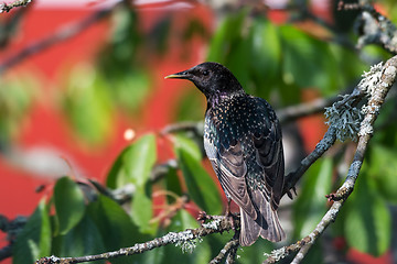 Image showing Watchful Starling on a branch