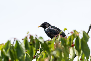 Image showing Starling on a cherry tree branch