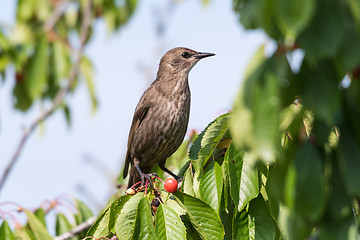 Image showing Starling in a cherry tree