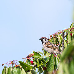 Image showing Tree Sparrow in a cherry tree