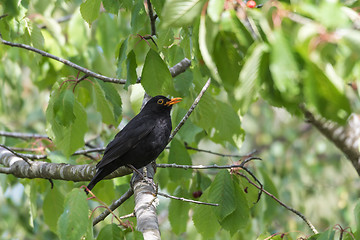 Image showing Blackbird stealing cherries in a tree